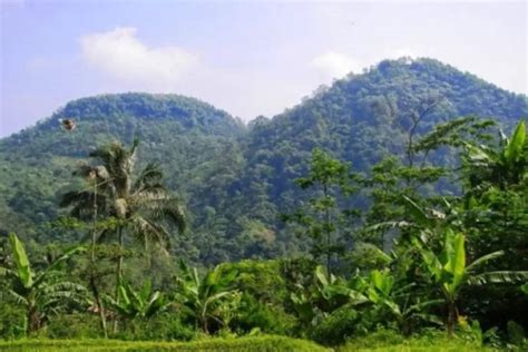 Peran Gunung dalam Ekosistem Flora dan fauna di Gunung Sanggabuana